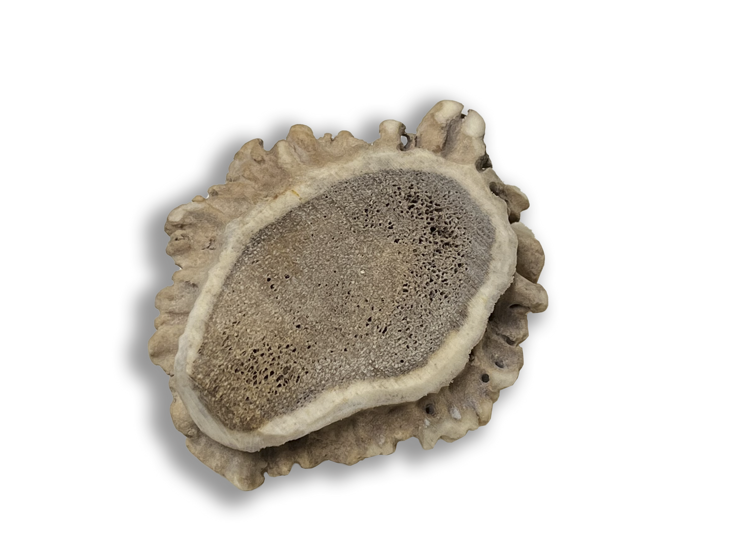 Elk Antler Button