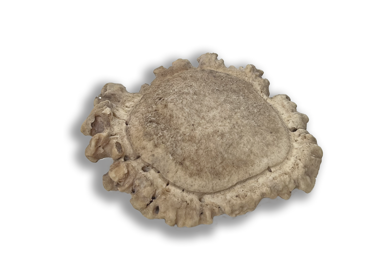 Elk Antler Button